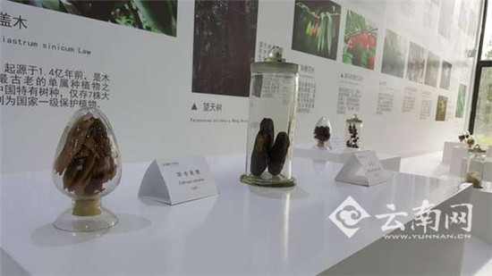 摩爾農(nóng)莊科技創(chuàng)新延伸產(chǎn)業(yè)鏈 小核桃做成大產(chǎn)業(yè)