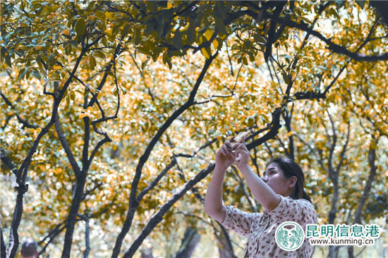 又到昆明丹桂飄香時(shí) 快來(lái)八大公園聞香賞桂