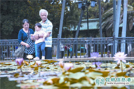 又到昆明丹桂飄香時(shí) 快來(lái)八大公園聞香賞桂