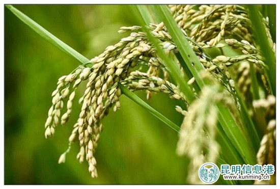 9月23日至10月8日尋甸舉辦“摸魚節(jié)”暨“民族美食節(jié)”