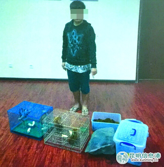 150元買只蜂猴轉(zhuǎn)手賣1100元 兩小伙涉嫌非法運輸、出售珍貴瀕危野生動物