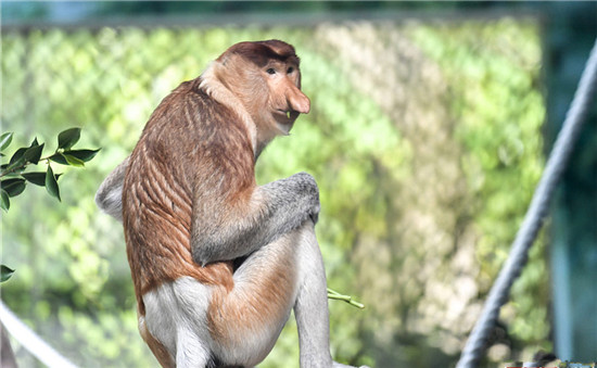 中國(guó)首次引進(jìn)瀕危物種大鼻猴