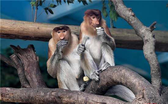 中國(guó)首次引進(jìn)瀕危物種大鼻猴