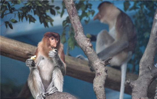中國(guó)首次引進(jìn)瀕危物種大鼻猴 中國(guó)首次引進(jìn)瀕危物種大鼻猴
