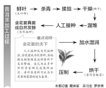 昆明茶葉行業(yè)協(xié)會(huì): 合格普洱茶不會(huì)滋生黃曲霉 昆明茶葉行業(yè)協(xié)會(huì): 合格普洱茶不會(huì)滋生黃曲霉