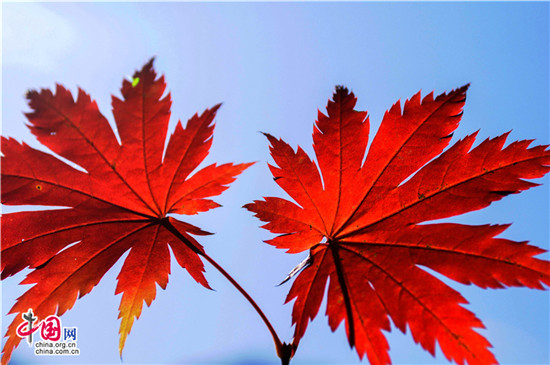 遼寧本溪：醉美紅葉色彩斑斕驚游人