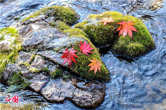 遼寧本溪:醉美紅葉色彩斑斕驚游人 遼寧本溪:醉美紅葉色彩斑斕驚游人