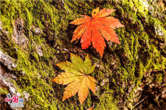 遼寧本溪：醉美紅葉色彩斑斕驚游人