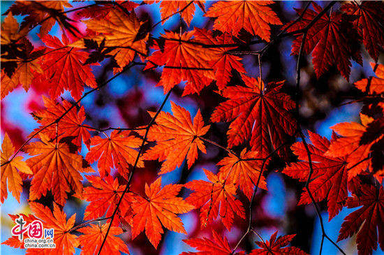 遼寧本溪:醉美紅葉色彩斑斕驚游人 遼寧本溪:醉美紅葉色彩斑斕驚游人