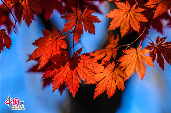 遼寧本溪：醉美紅葉色彩斑斕驚游人