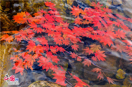 遼寧本溪:醉美紅葉色彩斑斕驚游人 遼寧本溪:醉美紅葉色彩斑斕驚游人