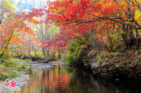 遼寧本溪：醉美紅葉色彩斑斕驚游人