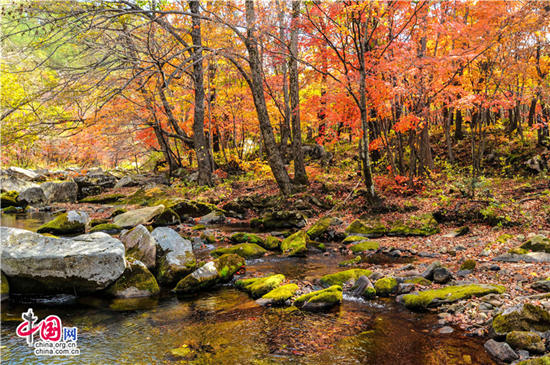 遼寧本溪:醉美紅葉色彩斑斕驚游人 遼寧本溪:醉美紅葉色彩斑斕驚游人