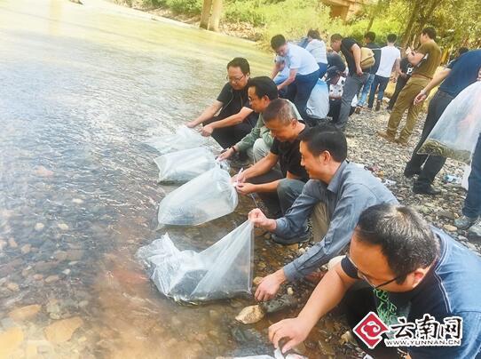 牛欄江珍稀特有魚類繁殖放流活動舉行 5萬尾滇池金線鲃放流牛欄江