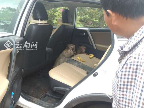 外省游客在昆被萌翻了 “大圣”溜進(jìn)自駕車吃香蕉