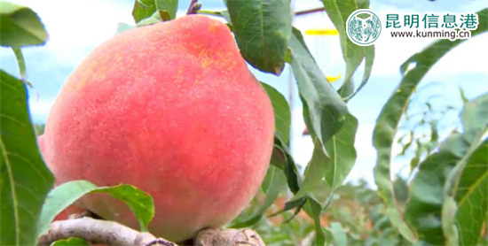 麗江“李勇雪桃”進(jìn)入最佳采摘期 14余噸運(yùn)抵昆明遭搶購 麗江“李勇雪桃”進(jìn)入最佳采摘期 14余噸運(yùn)抵昆明遭搶購
