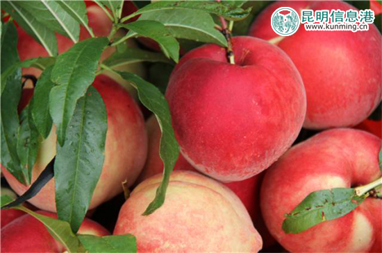 麗江“李勇雪桃”進(jìn)入最佳采摘期 14余噸運(yùn)抵昆明遭搶購 麗江“李勇雪桃”進(jìn)入最佳采摘期 14余噸運(yùn)抵昆明遭搶購