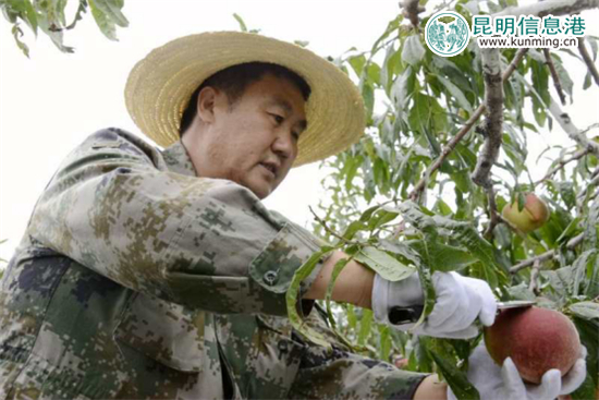 麗江“李勇雪桃”進(jìn)入最佳采摘期 14余噸運(yùn)抵昆明遭搶購 麗江“李勇雪桃”進(jìn)入最佳采摘期 14余噸運(yùn)抵昆明遭搶購