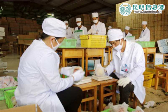 麗江“李勇雪桃”進(jìn)入最佳采摘期 14余噸運(yùn)抵昆明遭搶購 麗江“李勇雪桃”進(jìn)入最佳采摘期 14余噸運(yùn)抵昆明遭搶購