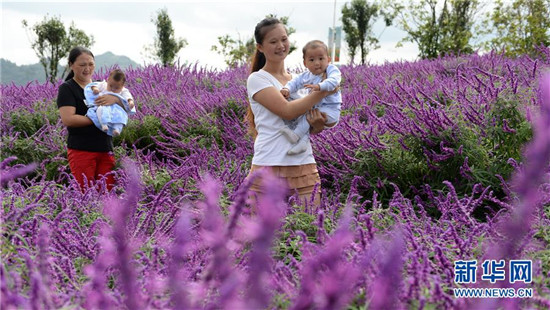 貴陽花畫小鎮(zhèn):鮮花迎國慶中秋 貴陽花畫小鎮(zhèn):鮮花迎國慶中秋