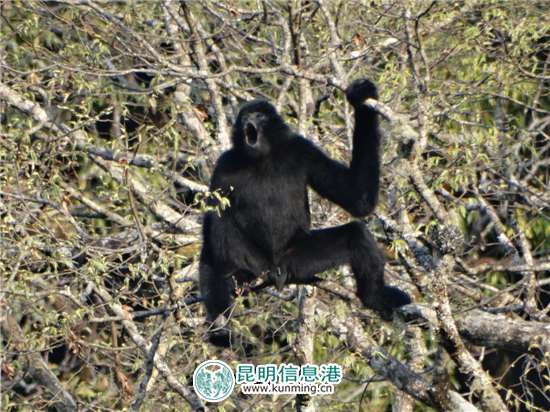 無(wú)量山哀牢山保護(hù)區(qū)首次監(jiān)測(cè)到長(zhǎng)臂猿“婚外戀”