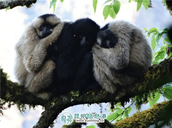 無(wú)量山哀牢山保護(hù)區(qū)首次監(jiān)測(cè)到長(zhǎng)臂猿“婚外戀”