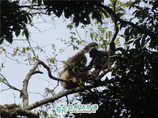無(wú)量山哀牢山保護(hù)區(qū)首次監(jiān)測(cè)到長(zhǎng)臂猿“婚外戀”