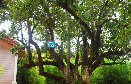 一丘田秋木箐寶珠梨莊園 可草坪燒烤摘果賞花 一丘田秋木箐寶珠梨莊園 可草坪燒烤摘果賞花
