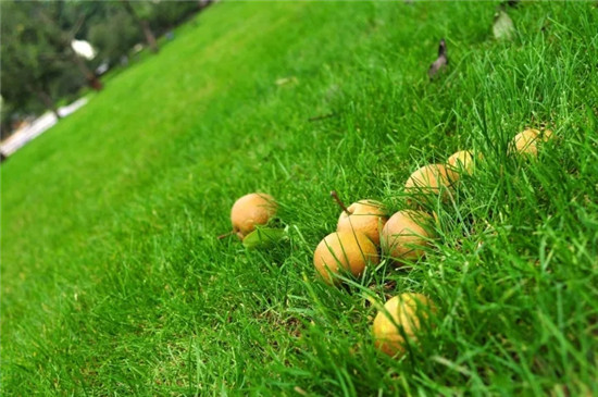 一丘田秋木箐寶珠梨莊園 可草坪燒烤摘果賞花 一丘田秋木箐寶珠梨莊園 可草坪燒烤摘果賞花