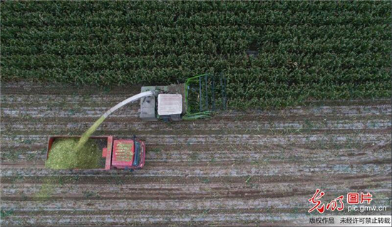 寒露至，農(nóng)事忙