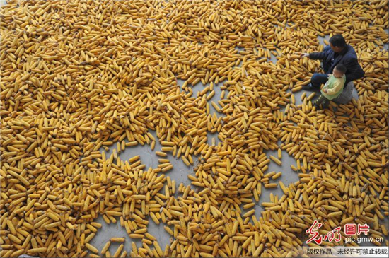 寒露至，農(nóng)事忙