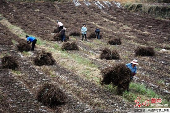 寒露至，農(nóng)事忙