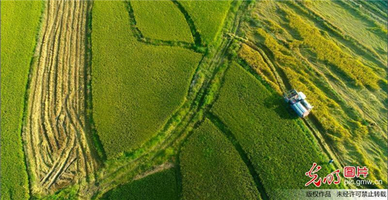 寒露至，農(nóng)事忙