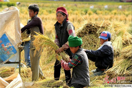 寒露至，農(nóng)事忙