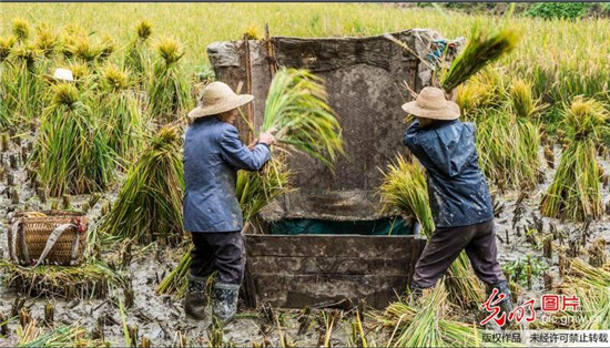 寒露至，農(nóng)事忙