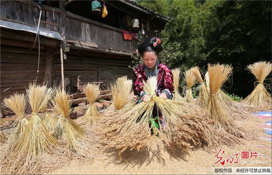 寒露至，農(nóng)事忙