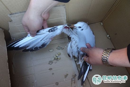 加大愛鷗護鷗宣傳