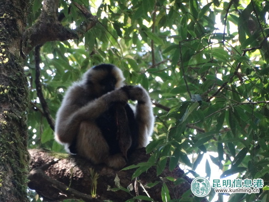 無量山自然保護區(qū)監(jiān)測員拍到珍貴視頻：長臂猿采食杜鵑花捕食鼯鼠