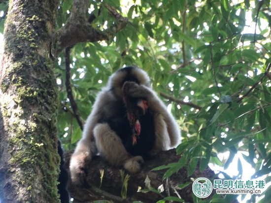 無量山自然保護區(qū)監(jiān)測員拍到珍貴視頻：長臂猿采食杜鵑花捕食鼯鼠