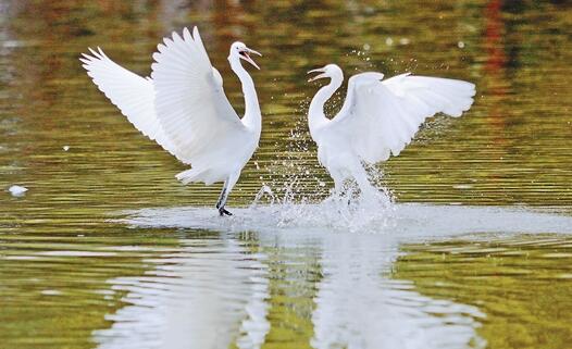 白鷺嬉戲大觀河