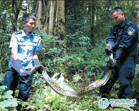 勐海森警放生3條緬甸蟒回歸自然保護(hù)區(qū)