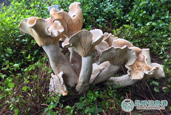 騰沖巨型大蘑菇 騰沖巨型大蘑菇