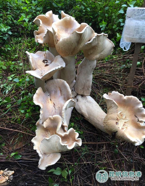 騰沖巨型大蘑菇 騰沖巨型大蘑菇