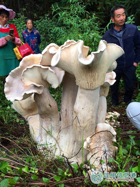 騰沖巨型大蘑菇