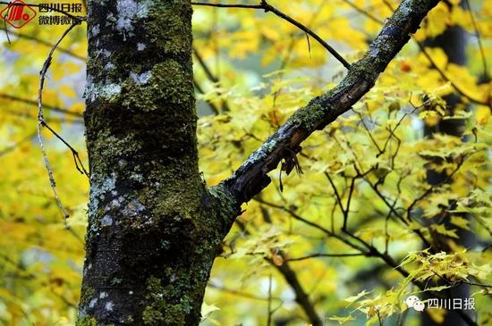 九寨溝震后首個(gè)秋:還是記憶中的童話(huà)世界