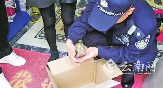 “貓頭鷹”飛入尋常百姓家 原來是國家二級保護動物領(lǐng)角鸮