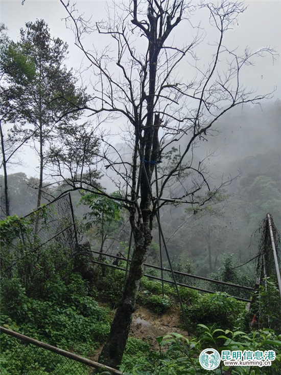 西雙版納熱帶植物園指導(dǎo)易武落水洞開展茶樹王保護(hù)工作