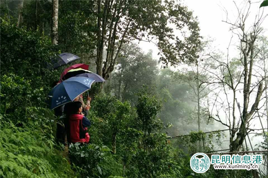 西雙版納熱帶植物園指導(dǎo)易武落水洞開展茶樹王保護(hù)工作