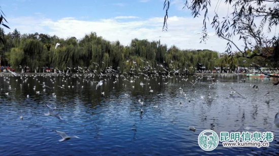 翠湖公園提前應(yīng)對“觀鷗季” 開展全園病毒消殺工作