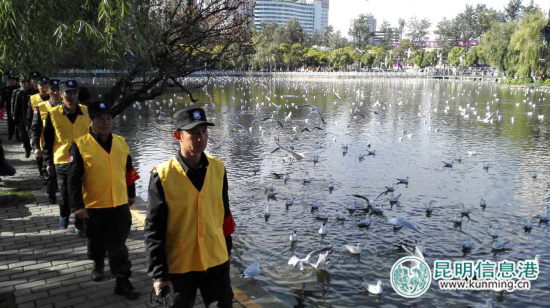 翠湖公園提前應(yīng)對“觀鷗季” 開展全園病毒消殺工作